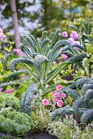 Kale 'Cavolo Nero' and pink Carnation - RHS Hampton Court  Flower Show 2017, - RHS Kitchen Garden - Designer:Juliet Sargeant - Builder:Sandstone Design
