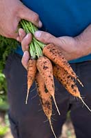 Carrot 'Burpees Short 'n' Sweet'