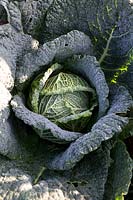 Cabbage 'Savoy Spinel'