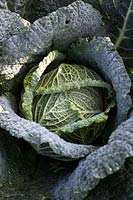 Cabbage 'Savoy Spinel'
