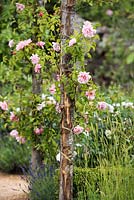 Rambling Rose 'Albertine' on wooden pergola underplanted with Lavandula next to the path.  Romance in the Ruins Garden - BBC Gardeners World Live Flower Show 2017