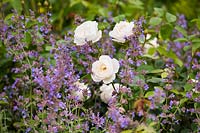 Rosa 'Desdemona' and Nepeta 'Six Hills Giant'. Romance in the Ruins Garden - BBC Gardeners World Live Flower Show 2017