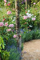 Rambling Rose 'Albertine' on wooden pergola underplanted with Lavandula next to a path.  Romance in the Ruins Garden, BBC Gardeners World Live Flower Show 2017