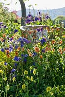 Colourful border with Geum and Aquilegia - Spa Garden - RHS Malvern Spring Festival 2017 