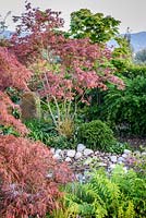 Detail of Japanese style garden with Acer palmatum, ferns and shrubs by stony edge of pons- 'At One With...A Meditation Garden' - Howle Hill Nursery, RHS Malvern Spring Festival 2017