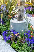  Yucca rostrata in containers surrounded by planting of Geum, Phormium and Pericallis x hybrida 'Senetti Deep Blue' - Ocean Garden, RHS Malvern Spring Festival 2017 