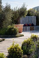 Outdoor seating area with olive trees in large terracotta planters, Lavandula in foreground - The Retreat, RHS Malvern Spring Festival 2017