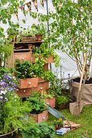 Decorative display with pots in drawers with small Betula -RHS Malvern Spring Festival 2017