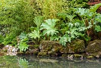 Detail of Japanese style garden with bamboo  Phyllostachys aurea,and Gunnera manicata surrounding large pond - 'At One With...A Meditation Garden' - Howle Hill Nursery, RHS Malvern Spring Festival 2017 