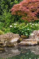 Japanese style garden with Acer palmatum, ferns  and  Zantedeschia aethiopica surrounding a pond with boulders - 'At One With...A Meditation Garden' - Howle Hill Nursery, RHS Malvern Spring Festival 2017