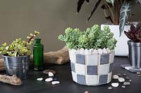 Checkerboard tiled pot with succulent