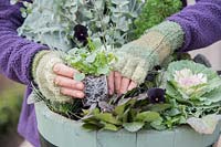 Woman planting Viola 'BLack Delight' in Winter interest container