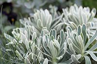 Euphorbia 'Glacier Blue'