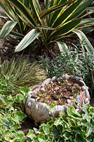 Shell containers filled with Sempervivums and surrounded by Ivy, Carex and Yucca gloriosa