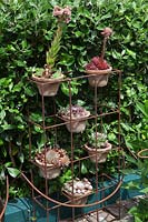 A collection of Sempervivums in small terracotta pots on a rusted stand in front of Griselina littoralis hedge.