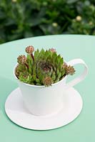 Sempervivum potted in a cup and saucer.