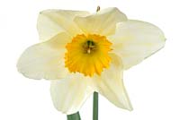 Narcissus  'Sempre Avanti'  Daffodil  Div. 2  Large-cupped  April