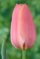 Tulipa  'Stunning Apricot'  Tulip  Single Late Group  April