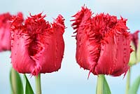 Tulipa  'Barbados'  Tulip  Fringed Group  April
