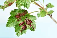 Ribes rubrum  Redcurrant  Leaves affected by currant blister aphid Cryptomyzus ribis  May