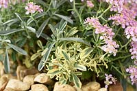 Alyssum spinosum  Spiny madwort  Began as 'Roseum Variegatum' but over time most of the variegation has disappeared  May