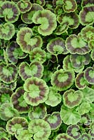 Pelargonium  'Jackpot Mixed'  Geranium  Young plants in seed tray  Zonal pelargonium  May