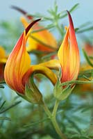 Lotus maculatus  'Gold Flame' - Pico de Paloma  Parrot's beak  May
