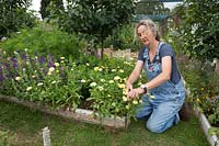 Wendy Gordon deadheading Calendulas planted in a shallow raised bed on her allotment