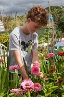 Boy cutting Zinnias for cut flowers on allotment