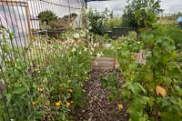 Interior of soft fruit cage, with Nicotiana, sweet peas and Calendulas