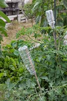 Plastic drink bottles used to cover cane tops as safety measure on allotment