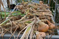Onions drying on racks in polytunnel on allotment
