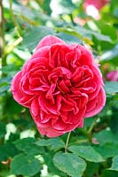 Rosa 'Boscobel' - David Austin Rose Garden, Wolverhampton, UK