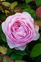 Rosa 'Olivia Rose Austin' - David Austin Rose Garden,  Wolverhampton, UK