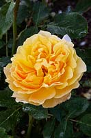 Rosa 'Molineux' - David Austin Rose Garden, Wolverhampton, UK