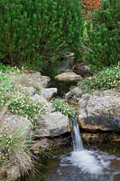 Waterfall meanders through Pinus and stone outcrops clothed with Erigeron karvinskianus