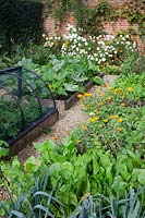 Walled kitchen garden in October.  Marigolds tumble over raised beds with late crops of Courgettes,  Perpetual Spinach, Leeks and Strawberries under protective frame - Brightling Down Farm
