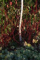 Cornus Alba 'Sibirica' stems with young Betula trunk and Alchemilla mollis