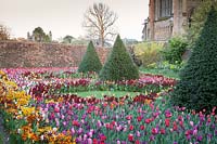 Colourful display of mixed Tulipa, wallflowers  and clipped Yew cones with cathedral beyond Arundel Castle, Sussex in spring. Head Gardener: Martin Duncan