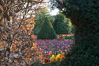 View through hole in hedge with mixed tulipa and clipped yew  at Arundel Castle, Sussex in spring. Head Gardener: Martin Duncan
