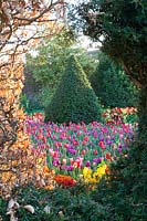 View through hole in hedge with mixed tulipa and clipped yew Arundel Castle, Sussex in spring. Head Gardener: Martin Duncan