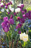 Tulipa 'Francoise' and Tulipa 'Negrita' at Arundel Castle, Sussex in spring