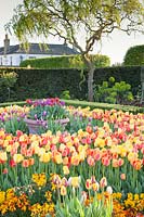 Colourful display of mixed Tulipa and wall flowers at Arundel Castle, Sussex in spring. Head Gardener: Martin Duncan