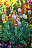 Mixed Cheiranthus and Darwin hybrid mix Tulips including Tulipa 'Apeldoorn', Tulipa 'Apeldoorns Elite', Tulipa 'Beauty of Apeldoorn', Tulipa 'Beauty of Spring', Tulipa 'Golden Apeldoorn' at Arundel Castle, Sussex in spring