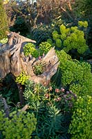 Euphorbia and Helleborus in the Stumpery at Arundel Castle, Sussex in spring