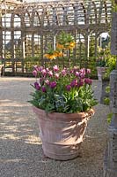 Mixed Tulipa and Crown Imperial Fritillaries in large container  at Arundel Castle, Sussex in spring. Head Gardener: Martin Duncan
