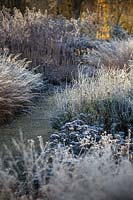 Perennial and grass combinations with Molinia caerulea 'edith dudszus' , Salvia nemorosa 'amethyst' and Sedum telephinum 'sunkissed' at the Milennium Garden at Pensthorpe in Norfolk designed by Piet Oudolf, November.