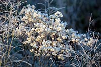 Aster umbellatus, Flat-topped Aster, and Panicum virgatum 'Shenandoah', Switch Grass, seedheads in November, Norfolk, England.