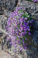 Aubrieta 'Neuling' planted in dry stone wall