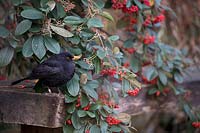 Blackbird feeding on Cotoneaster berries